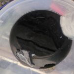 横浜市西区でシャープ製スタンダードエアコンの分解洗浄後の黒カビで真っ黒な汚水